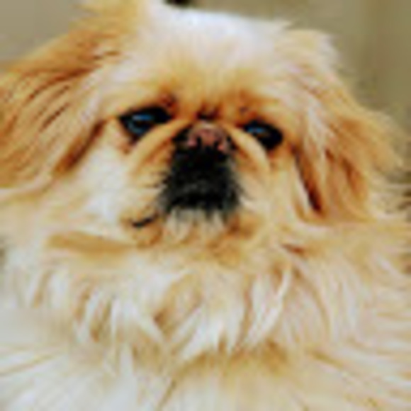 Meet your Posher, L - Picture 1 of 1